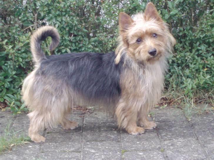 Australsk terrier Bastian & Terry - Terry fra siden. billede 18