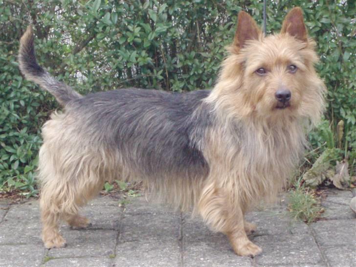 Australsk terrier Bastian & Terry - Bastian fra siden. billede 19