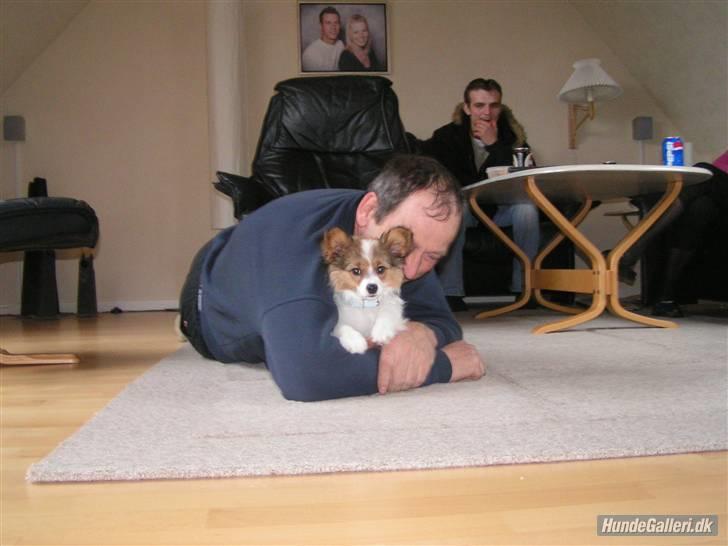 Papillon Molly billede 2