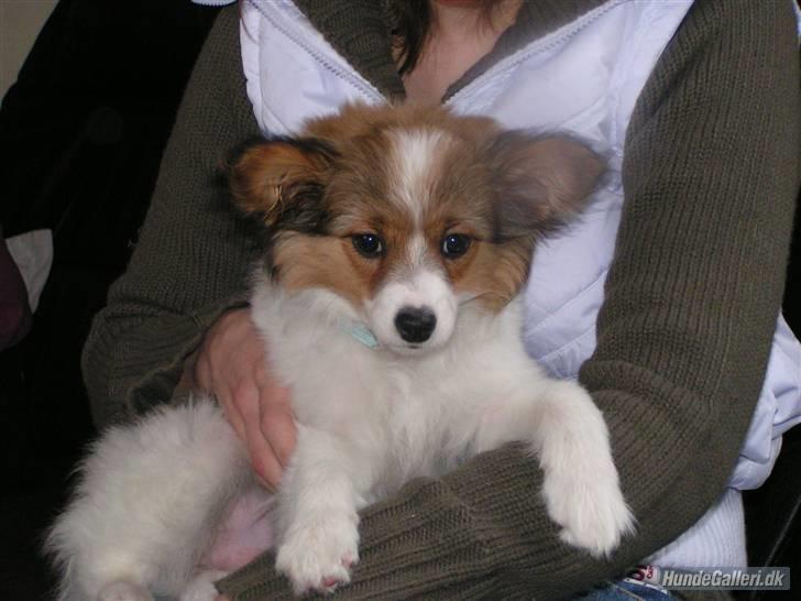 Papillon Molly billede 3