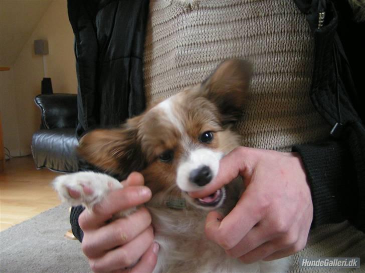 Papillon Molly billede 4