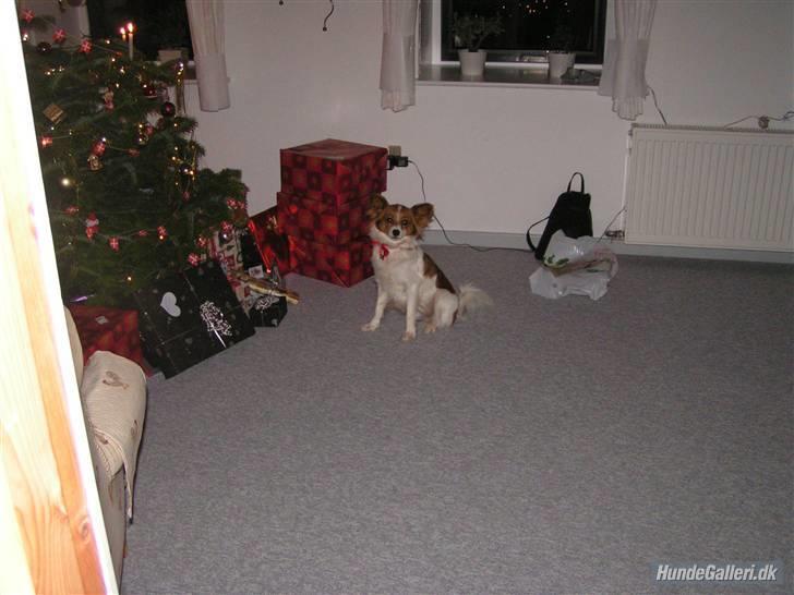 Papillon Molly billede 5