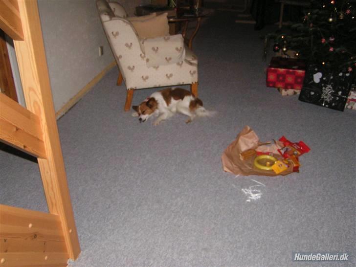 Papillon Molly billede 6