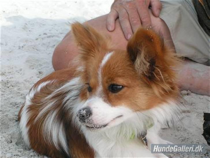 Papillon Molly billede 7