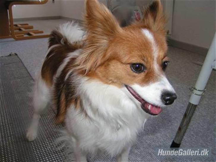 Papillon Molly billede 8