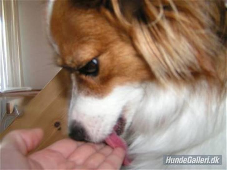 Papillon Molly billede 10