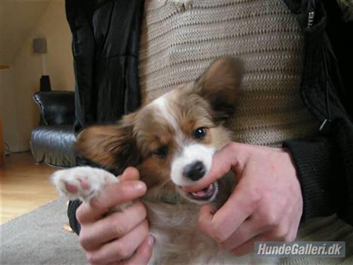 Papillon Molly billede 11