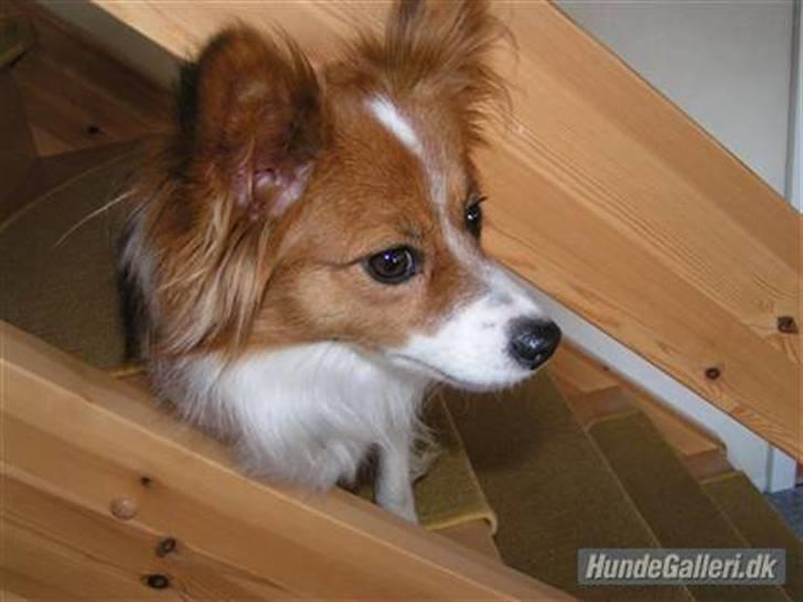 Papillon Molly billede 12