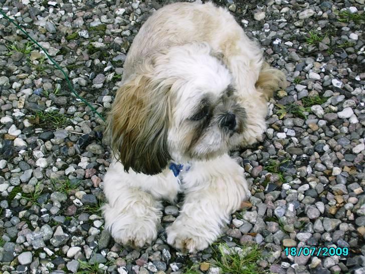 Shih tzu Anton - næsten 1 år billede 10