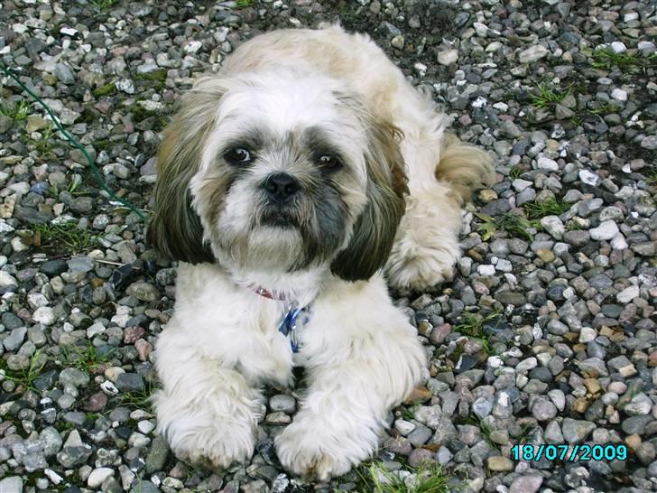 Shih tzu Anton - Se jeg er ny klippet  billede 11