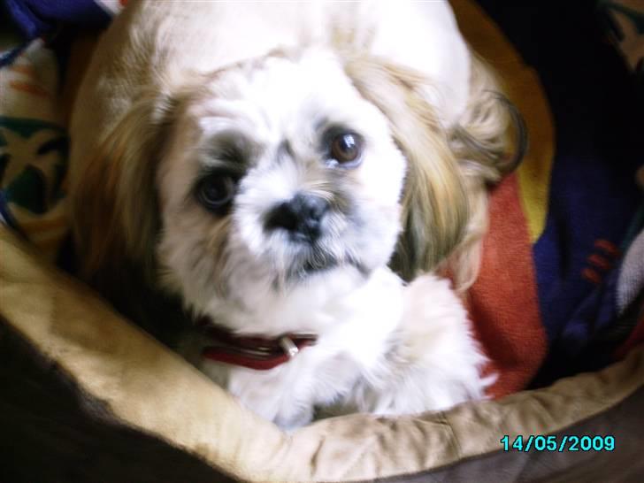 Shih tzu Anton - Jeg har lige fået en " morfar " billede 12