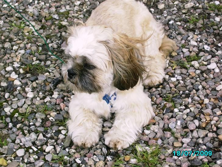 Shih tzu Anton billede 13