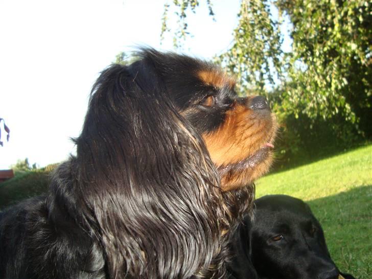 Cavalier king charles spaniel Maggie billede 1