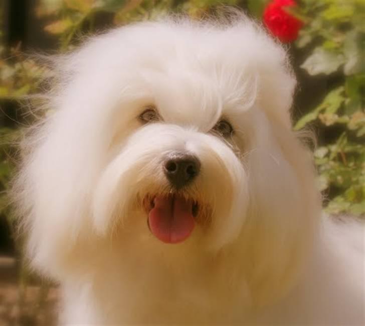 Coton de tulear Monique billede 1