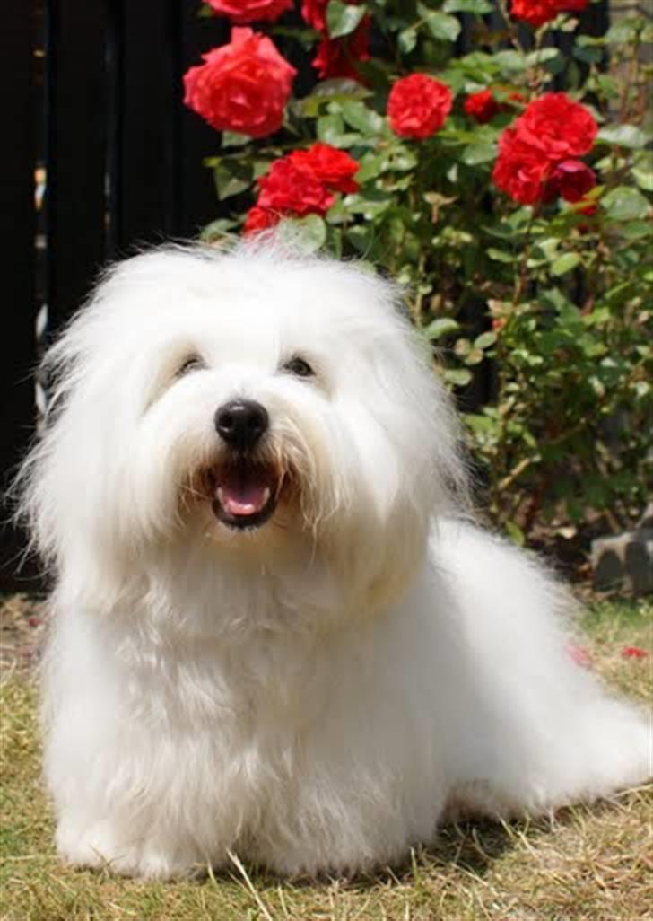 Coton de tulear Monique billede 2