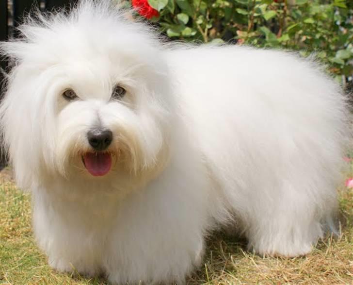 Coton de tulear Monique billede 3