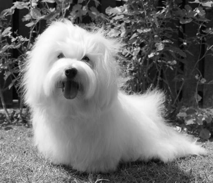Coton de tulear Monique billede 4