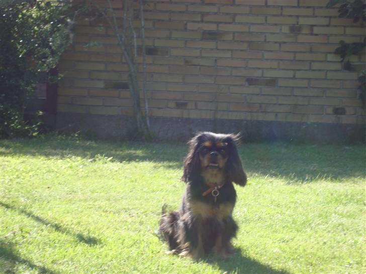 Cavalier king charles spaniel Maggie billede 2