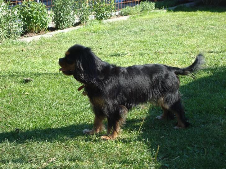 Cavalier king charles spaniel Maggie billede 3