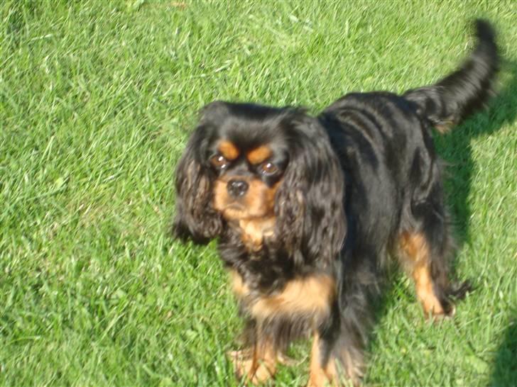 Cavalier king charles spaniel Maggie billede 4