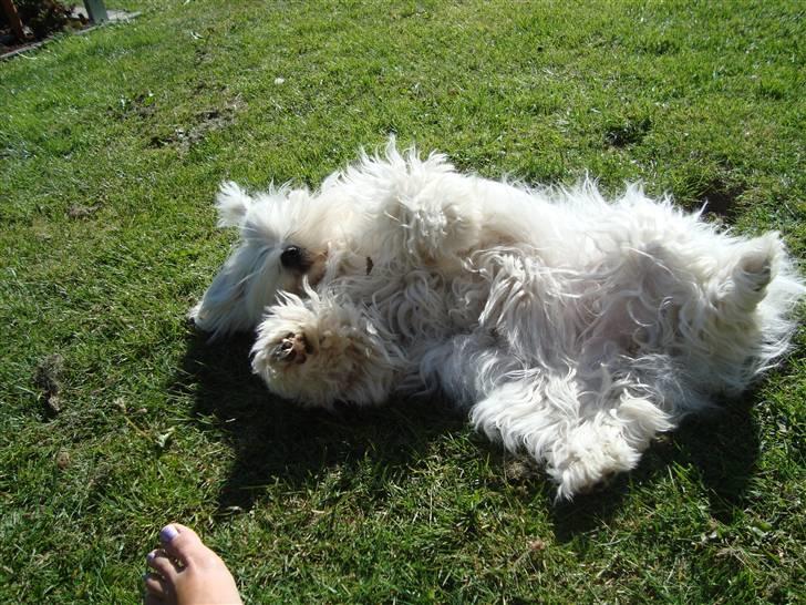Coton de tulear Monique billede 5