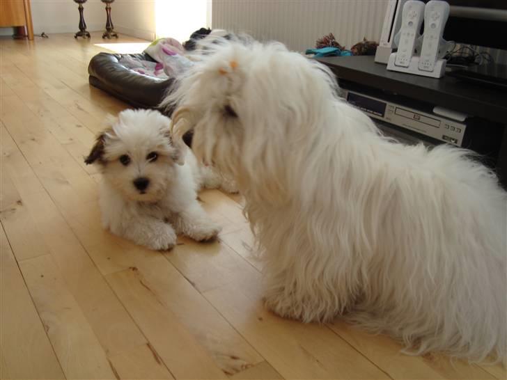 Coton de tulear Monique billede 6
