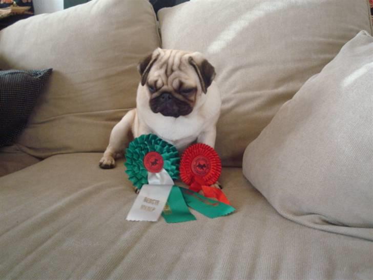 Mops Diva billede 19