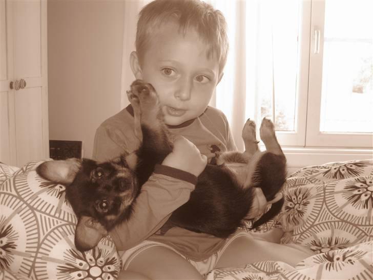 Blanding af racer Fifi billede 2