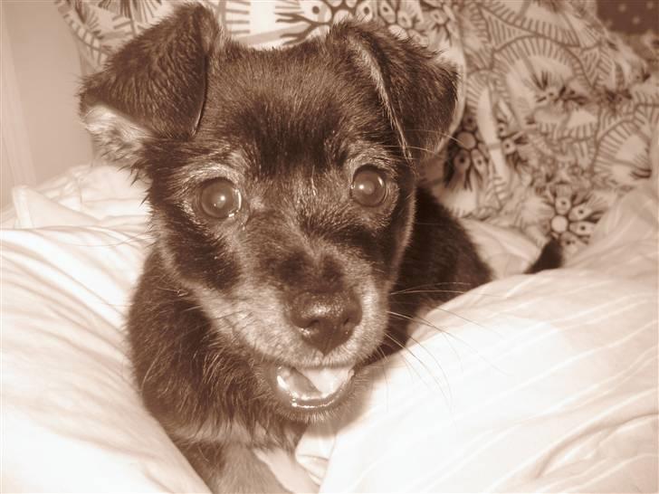 Blanding af racer Fifi billede 3