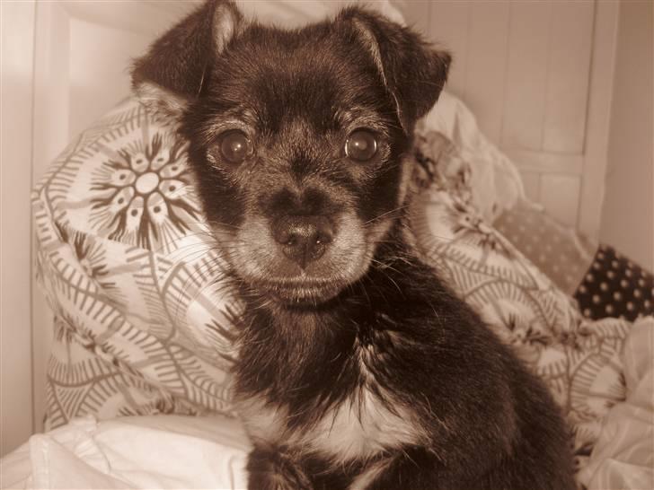 Blanding af racer Fifi billede 4