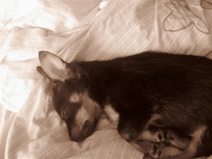 Blanding af racer Fifi billede 5