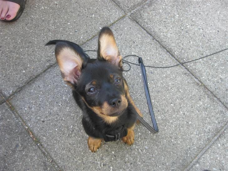 Blanding af racer Fifi billede 6