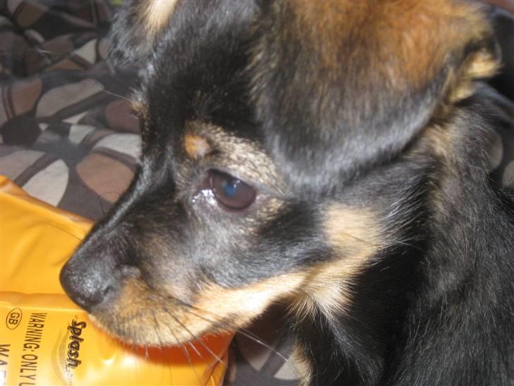 Blanding af racer Fifi billede 7