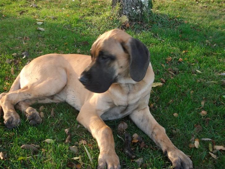 Grand danois Knud billede 2