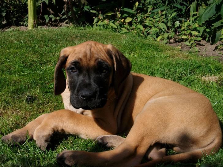 Grand danois Knud billede 3