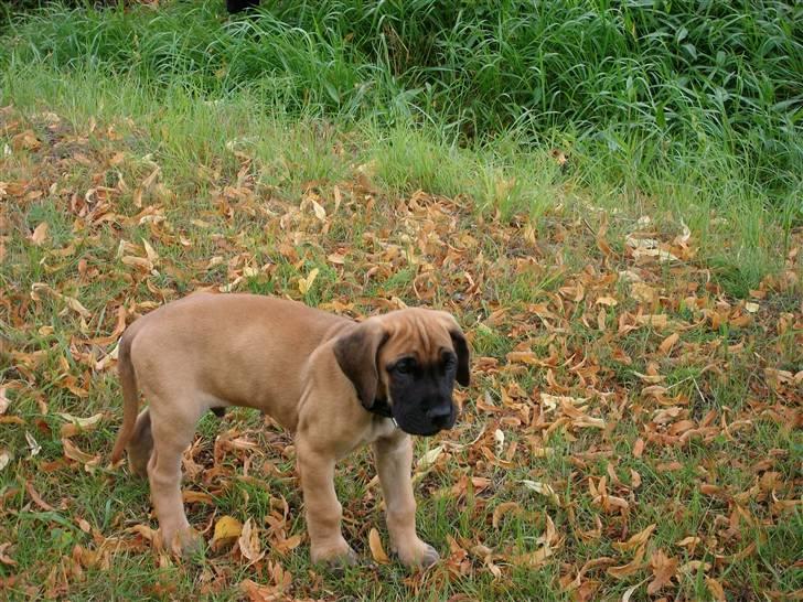 Grand danois Knud billede 4