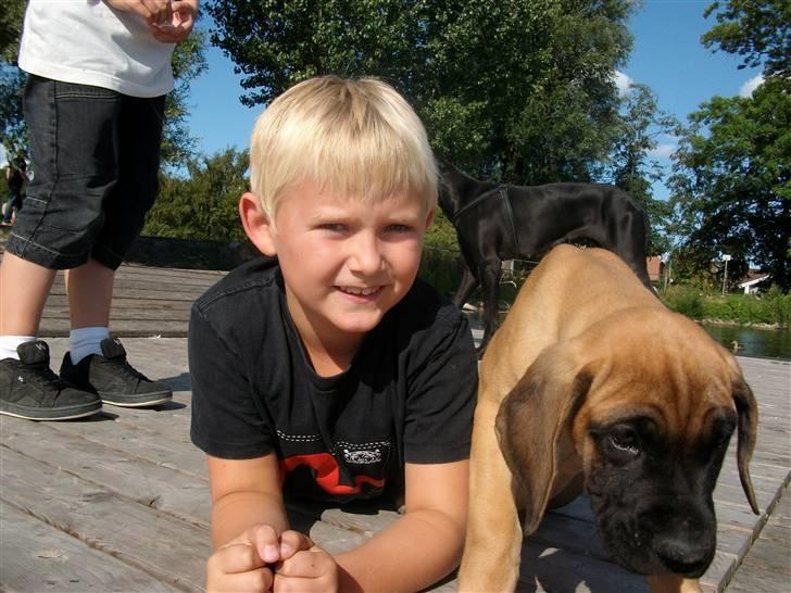 Grand danois Knud billede 6