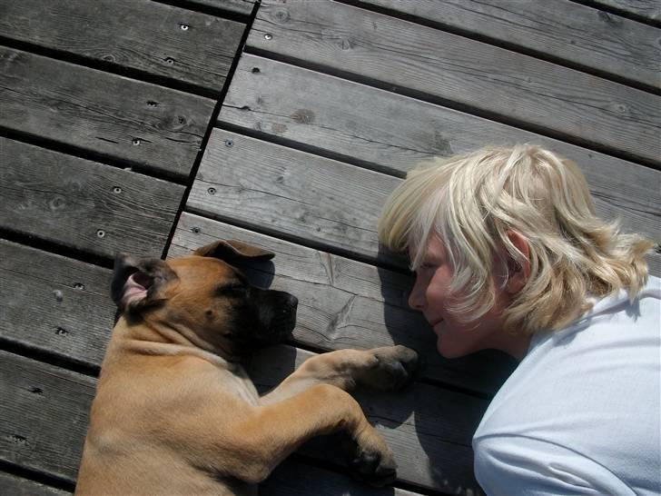 Grand danois Knud billede 7