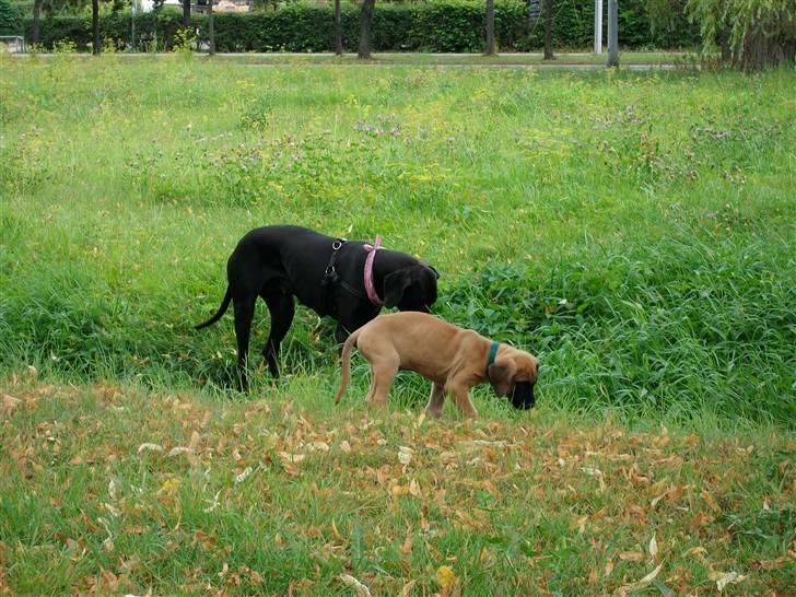 Grand danois Dagmar billede 10