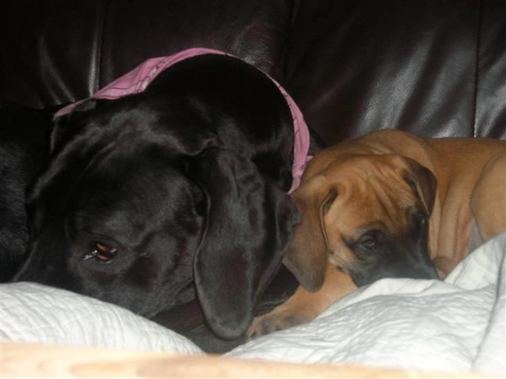 Grand danois Dagmar billede 11