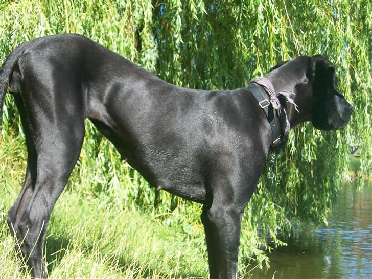 Grand danois Dagmar billede 12