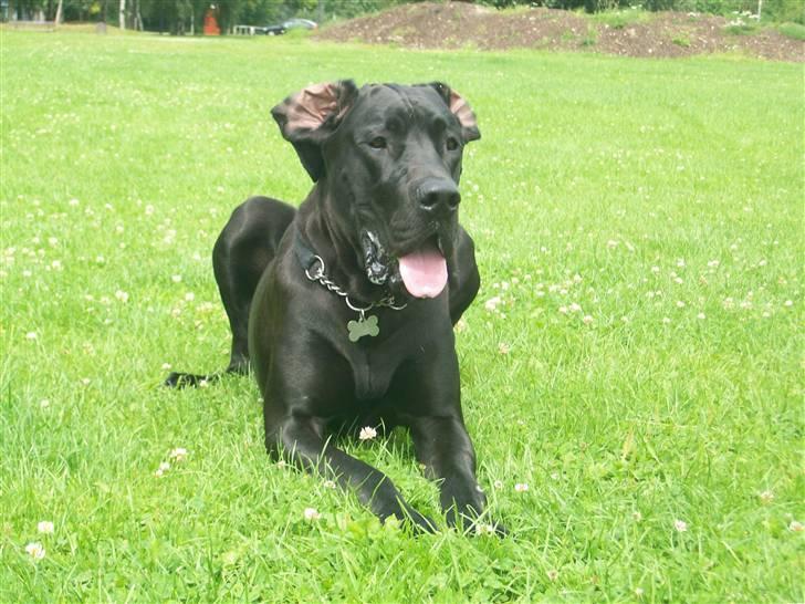 Grand danois Dagmar billede 13