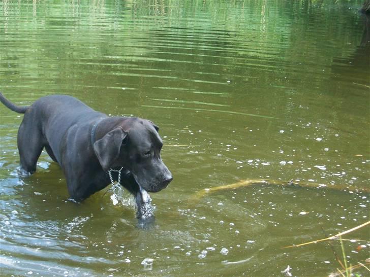 Grand danois Dagmar billede 14