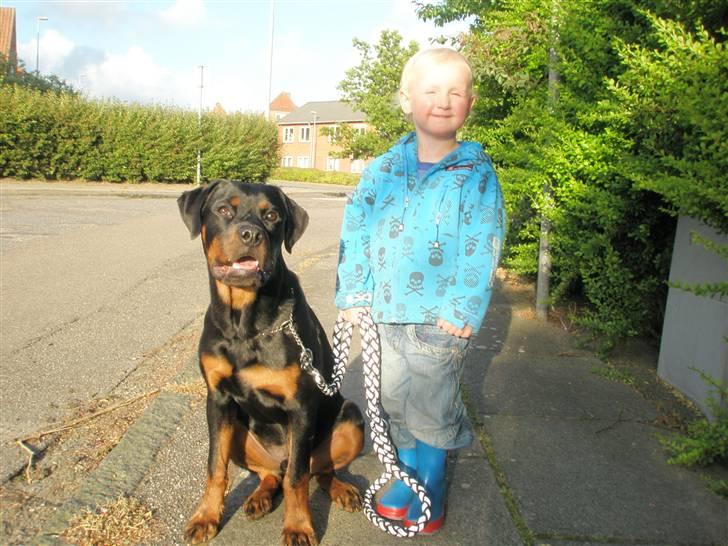 Rottweiler Rico R.I.P 9-7-2009 billede 15