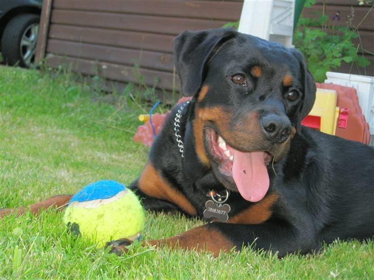 Rottweiler Rico R.I.P 9-7-2009 billede 16