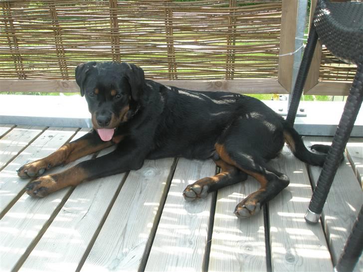 Rottweiler Rico R.I.P 9-7-2009 billede 19
