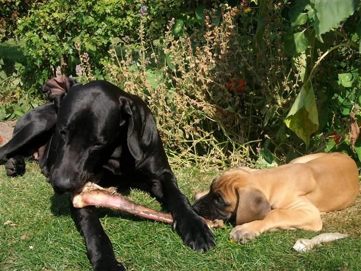 Grand danois Knud billede 8