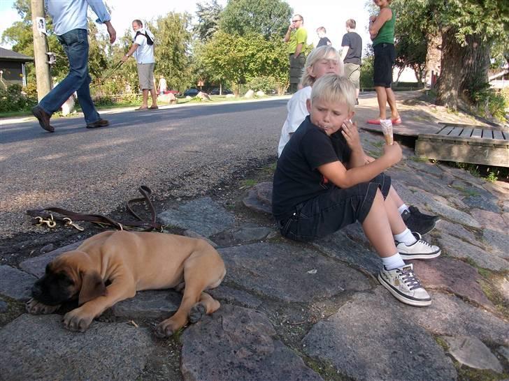 Grand danois Knud billede 9