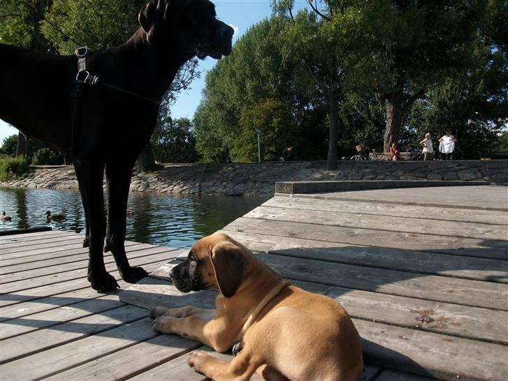 Grand danois Knud billede 10