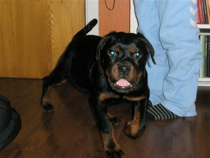 Rottweiler Rico R.I.P 9-7-2009 billede 20
